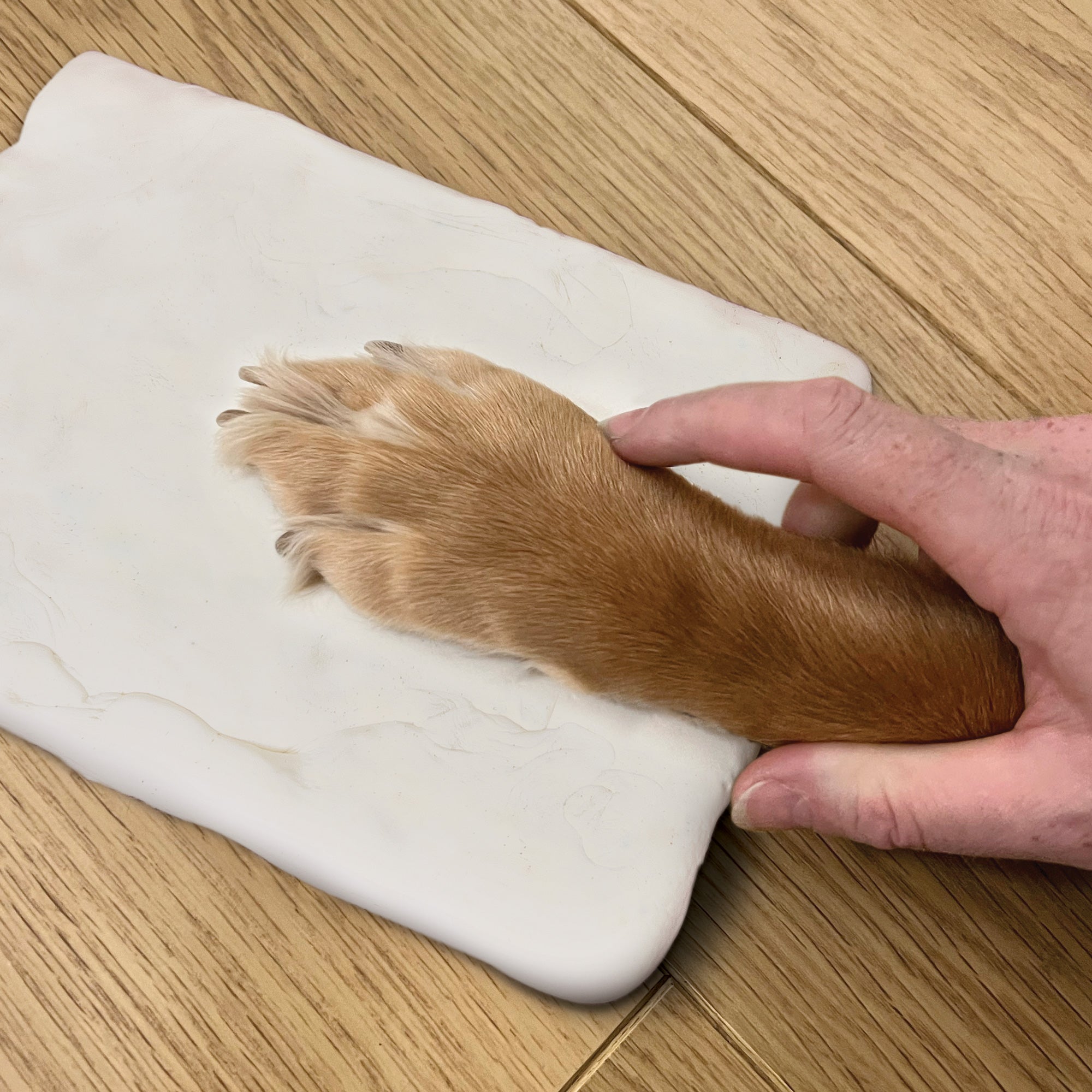 Dog paw print plaster kit online